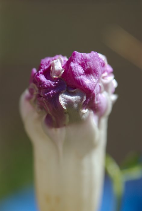 ddb 20070829 010-007