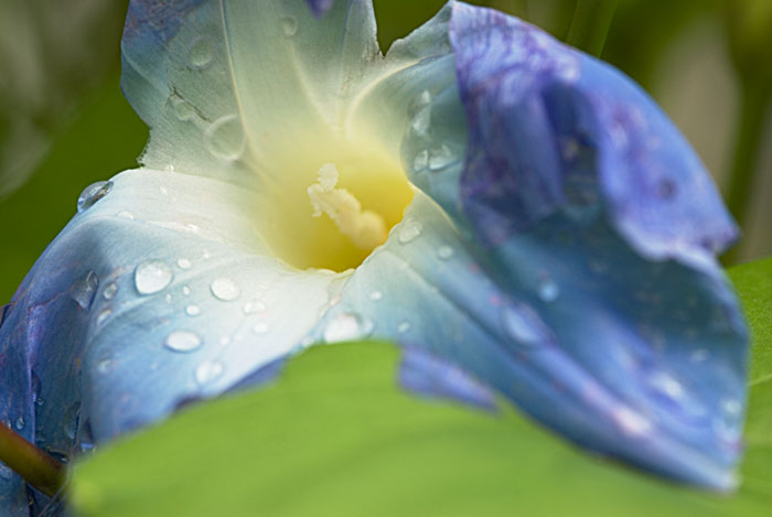 Battered morning glory presents its face to the sun