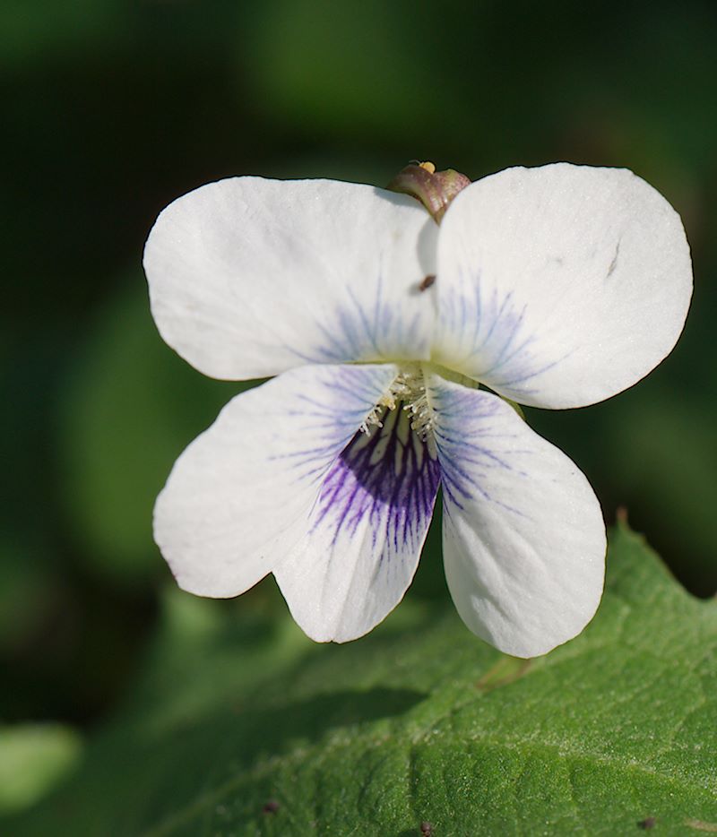 ddb 20130523 010-002