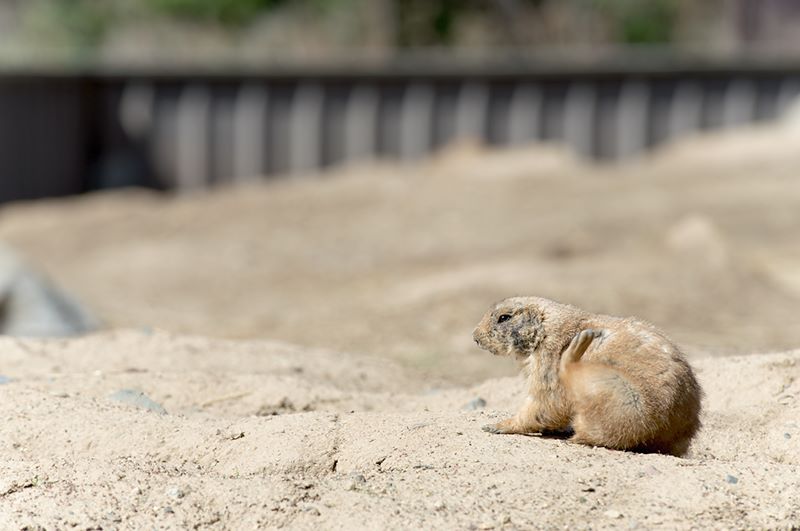 ddb 20120325 010-122