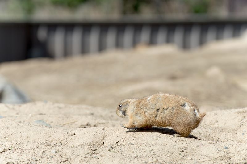 ddb 20120325 010-129