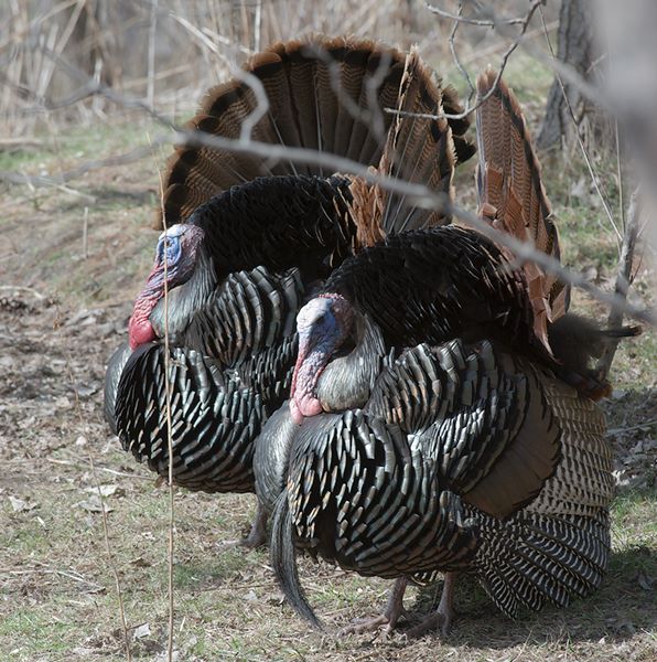 ddb 20120325 010-204