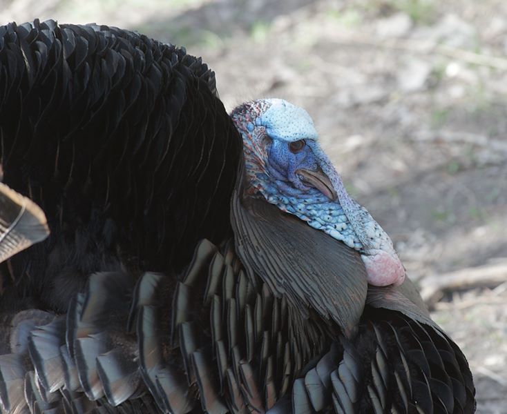 ddb 20120325 010-208