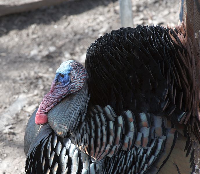 ddb 20120325 010-216