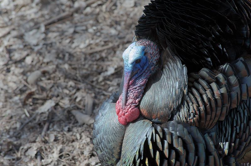 ddb 20120325 010-217