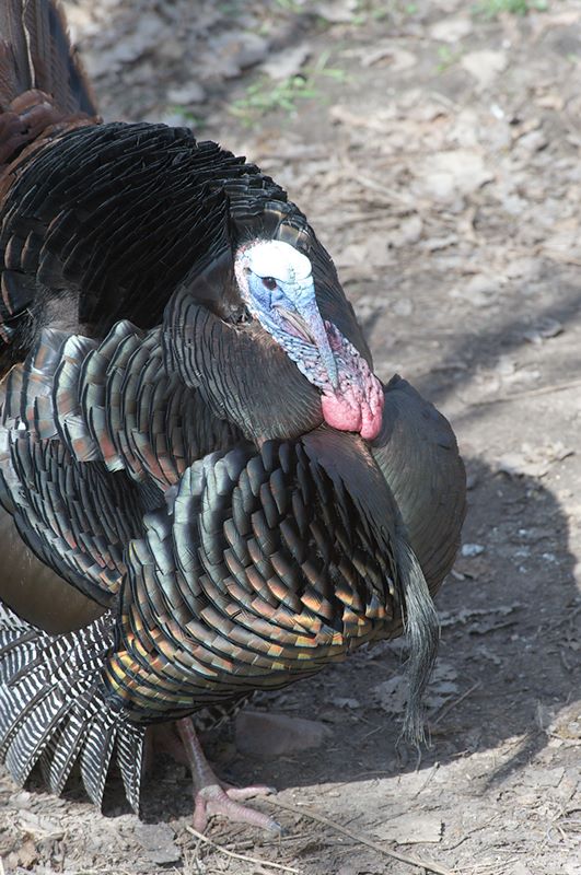 ddb 20120325 010-225