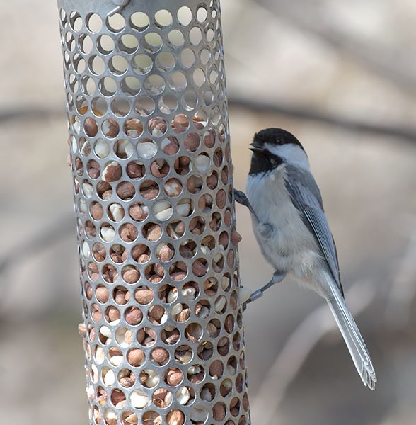 ddb 20120325 010-249