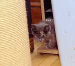 The intrepid explorer 