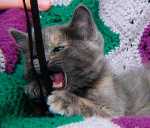 A fierce kitten