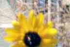 Pinhole sunflower