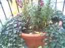 Tree, ivy, and snapdragons growing on the balcony