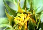 Sunflower bud just opening 