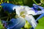 Battered morning glory faces the sun